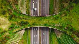 Levantan un 'puente verde' de 4,3 millones de euros para que serpientes, sapos y vacas crucen una carretera con seguridad