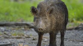 Vehículos anfibios, trampas gigantes y helicópteros para combatir a los jabalíes: las soluciones extremas que prueban los granjeros