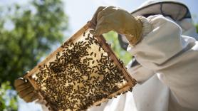 Condenan a seis meses de cárcel a una apicultora que soltó cientos de abejas contra los policías que iban a desahuciar a su vecino de 80 años