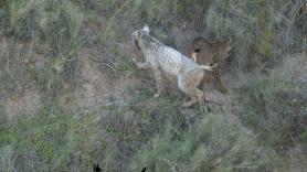 La muda del lince blanco: así está documentando Ángel Hidalgo el nuevo cambio de color de Satureja