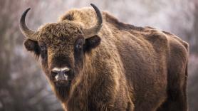 Un pueblo de Guadalajara con 20 vecinos en invierno trae 9 bisontes desde Polonia y Países Bajos para frenar el abandono del monte y prevenir incendios