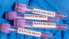 Así se ha disparado el interés por el hantavirus en todo el mundo, según las búsquedas en Google
