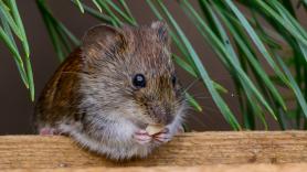 No solo alejarte de las ratas: lo que debes hacer para evitar el contagio de hantavirus, según el Ministerio de Sanidad