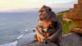 Los monos de un templo en Bali no roban por hambre, negocian: distinguen un iPhone de unas chanclas y eligen qué objetos pueden cambiar por más comida