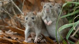 El test del hantavirus: ¿estás tan bien informado como piensas?