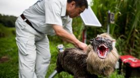 La demanda de los lobos-robot para ahuyentar a osos se dispara en Japón: "Ahora mismo no damos abasto"