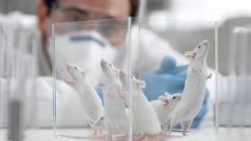 Desarrollan una IA que podría reducir entre un 30 y un 50% el número de animales en los experimentos de investigación farmacológica