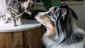 Marta, educadora animal, sobre el apego de las mascotas: "Un gato se vincula un 7% más que un perro"