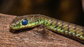 La OMS mapea 508 especies de serpientes y avisa: "En 50 años aparecerán donde nunca antes se han visto, en contacto con gente no acostumbrada al problema"