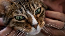 Ya ha entrado en vigor: multas de hasta 10.000 euros por dejar solo a tu gato durante 3 días