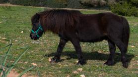 Liberan a un pony atrapado dentro de la rueda de un tractor: "Estaba muy asustado"