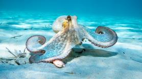 Descubren un diminuto pulpo azul del tamaño de una pelota de golf en las islas Galápagos: "Nunca había visto nada igual"