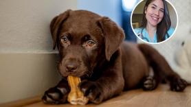 María, veterinaria, explica cuáles es el snack para perros menos recomendables: "Para llegar a ese aspecto han tenido que ser muy procesados"