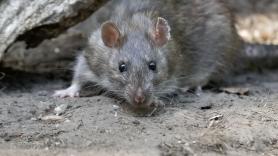 Un experto zoólogo advierte que en la Patagonia está cambiando y crece "el riesgo de una epidemia por hantavirus"