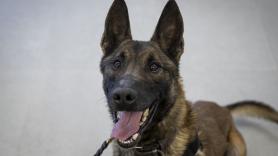 ⁠Ya lleva medio millón incautado: Pompa, la perra estrella de la Guardia Civil que ha destapado 195.000 euros en un control en Albacete