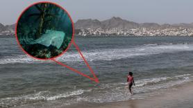 Un tiburón angelote muerde a una bañista en Lanzarote pero la biología lo confirma: no es un animal agresivo y además está en peligro de extinción