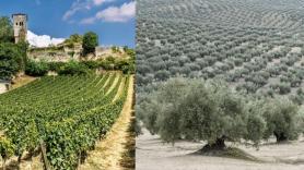 Un agricultor explica qué es más rentable, una viña o un olivar, y la respuesta es contundente: "Siempre y cuando lo vendamos directamente"