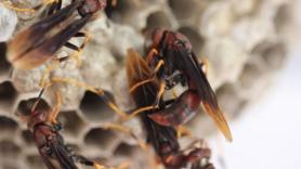Entomólogos descubren por qué hay colmenas que no colapsan cuando muere la reina: hay avispas 'burócratas' que se encargan del día a día