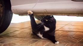 Encuentran a un gato sano y salvo tras 'viajar de polizón' más de 160 kilómetros escondido dentro de la parrilla del coche