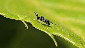 La plaga que no necesita machos para multiplicarse: así se extiende la avispilla del castaño y así se combate, con otro insecto que devora sus huevos