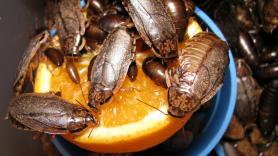 100.000 cucarachas destinadas a alimentar reptiles: destapan un alijo histórico de invertebrados exóticos ilegales y tendrán que sacrificarlas a todas