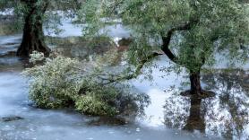 Los investigadores coinciden: los fenómenos climáticos extremos dañarán más los olivares españoles que el aumento de las temperaturas
