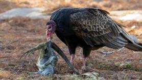 La ciencia documenta casos de buitres comiéndose los huevos de una serpiente pitón invasora en Florida: ahora son la gran esperanza del ecosistema
