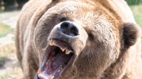 Un oso anda suelto cerca de Tokio y obliga a cerrar 100 escuelas