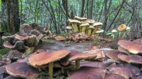 El ser vivo más grande del planeta no es una ballena ni un árbol, sino un hongo de 9 kilómetros cuadrados que vive bajo un bosque de Oregón