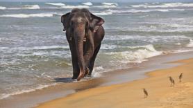 Un niño de 11 años pasea por una playa y encuentra por casualidad el molar de un pariente extinto del elefante que vivió hace 1,8 millones de años