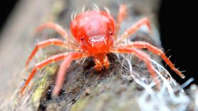La araña roja regresa con el calor: así es la plaga que puede poner decenas de huevos y destruir los cultivos