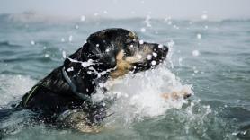 Un perro nada casi 800 metros mar adentro tras caer de unas rocas y lo acaban rescatando en una moto de agua en plena marejada