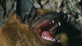 Una bióloga encontró en una cueva un pequeño murciélago que se creía extinto y que ahora ha conseguido sobrevivir