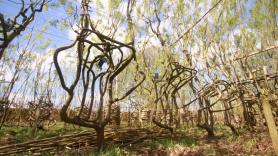 No las fabrican, las cultivan: esta pareja inglesa 'cría' sillas directamente de la tierra, sin clavos ni pegamento, en hasta 12 años