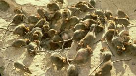 Así funciona el equipo de "cazafantasmas" que persigue y erradica plagas de ratas en Nueva Zelanda