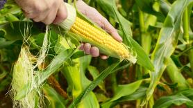 Un niño de 13 años de una dinastía de agricultores deja boquiabiertos a los expertos del mundo con su forma de cosechar el maíz