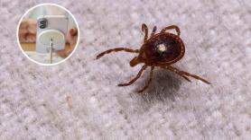 Poca gente lo sabe, pero la cámara del móvil tiene un detector de garrapatas que puede salvarte de un susto