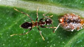 Se detecta por primera vez una plaga en España que podría hacer daño a los olivos