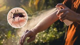 La paradoja de soltar mosquitos para acabar con los mosquitos: China lo hace con depredadores y Elche con 2,4 millones de machos estériles