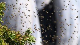 Dos millones de abejas se escapan al volcar el camión que transportaba sus colmenas: las autoridades piden a los vecinos que no salgan de casa