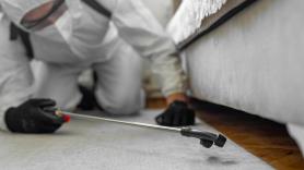 Los expertos en control de plagas coinciden: los insectos no están en tu casa por casualidad