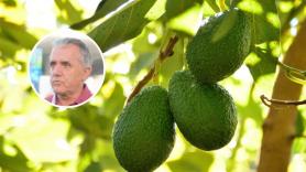 Iñaki Hormaza, líder investigador del CSIC que ha enseñado una lección a agricultores de California : "Somos posiblemente el grupo de referencia mundial en aguacate"