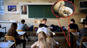 El candidato que nadie esperaba en la prueba de filosofía: una culebra de más de un metro se cuela en un examen de bachillerato y obliga a cerrar el aula