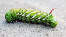 Sueltan miles de avispas parásitas para frenar una plaga de orugas urticantes que arrasa las plantas tropicales