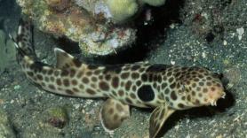 Un tiburón capaz de caminar fuera del agua resulta ser una especie nueva: vive sólo en Papúa Nueva Guinea y ya es de los más amenazados del planeta