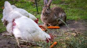 Louis, adolescente de 15 años que cría aves de corral, quiere salvar las razas antiguas de gallinas y conejos de su tierra: "Me gustaría crear mi propia estirpe"