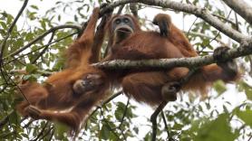 Los científicos no dan crédito: una sola tromba de agua mata a 58 de los 800 orangutanes de Tapanuli que quedan, el gran simio más raro del mundo