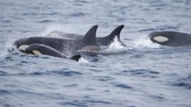 Varios navegantes relatan el momento en que las orcas embistieron su catamarán en el estrecho de Gibraltar: "Doblaron el acero como si fueran espaguetis"