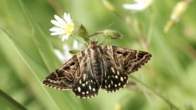 Así estamos cambiando el olor del planeta: en las zonas más contaminadas, una polilla detecta una flor a solo una cuarta parte de la distancia de antes