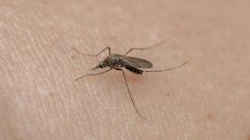 No las tires, úsalas en el balcón y en el jardín para mantener alejados a los mosquitos